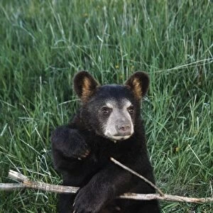 A Bear Cub; Montana, Usa