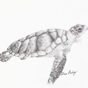 Black and white drawing of a turtle