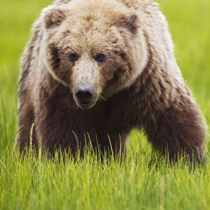 Brown bear up close at lake clarke national park; Alaska united states of america