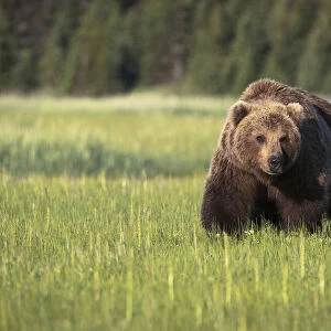 Brown Bear (Ursus Arctos) In Lake Clark National Park; Alaska, United States Of America