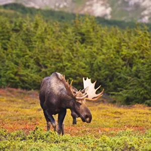 A Bull Moose In Rut Standing In A Wooded Area Near Powerline Pass In Chugach State Park, Anchorage, Southcentral Alaska, Autumn