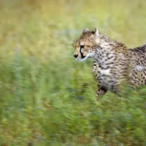 Cheetah (Acinonyx Jubatus), Running, Serengeti National Park, Tanzania, Africa