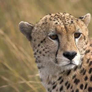 Cheetah Portrait, Masai Mara, Kenya, Africa