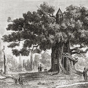 The Chene chapelle, or chapel oak, an oak tree located in Allouville-Bellefosse in Seine-Maritime, France, seen here in the 19th century. The tree was struck by lightning when it was nearly 500 years old and the resulting fire burned slowly through the center and hollowed the tree out. The local Abbot and village priest, declared this a holy event and built a place of pilgrimage devoted to the Virgin Mary in the hollow. The chapel above and the staircase above were added afterwards. From The Universe or, The Infinitely Great and the Infinitely Little, published 1882