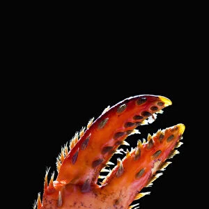 Close Up Of A Lobster Claw Against A Black Background; Calgary, Alberta, Canada
