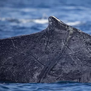 A close look at the dorsal fin and scars on the side of a Humpback whale (Megaptera novaeangliae) as it breaks the surface; Hawaii, United States of America