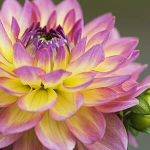 Close Up Of A Pink And Yellow Dahlia; Astoria, Oregon, United States Of America