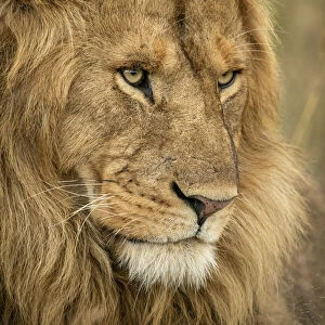 Close-up of male lion head facing right