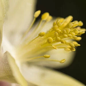 Close-up of a McKannas Giant Columbine, showing the anthers and filaments of the stamen