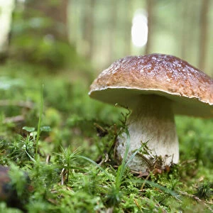 Close-up of Porcini Mushroom (Boletus edulis) in Early Autumn, Bavaria, Germany