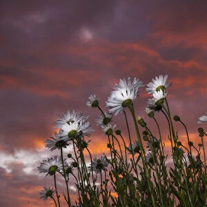 Clouds Glowing Pink And Orange At Sunset Over Shasta Daisies; Astoria, Oregon, United States Of America
