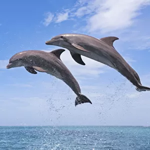 Common Bottlenose Dolphins Jumping in Air, Caribbean Sea, Roatan, Bay Islands, Honduras
