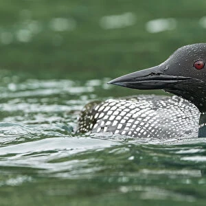 Common Loon in water