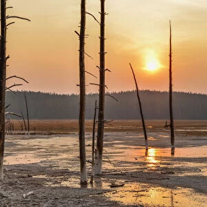 Dead Pine Trees in Fountain Paint Pot at Sunset, Lower Geyser Basin, Yellowstone National Park, Wyoming, USA