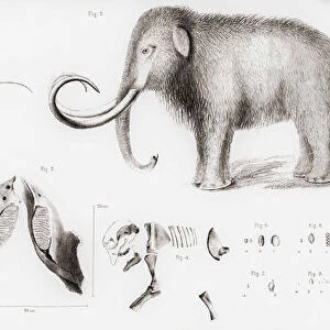 Drawings of the extinct woolly mammoth, Mammuthus primigenius, plus excavated fragments. Fig 10 shows a piece of ivory with the outline of a woolly mammoth carved into it. After an engraving published by the Zurich Natural Research Society in 1892
