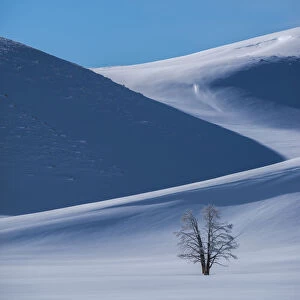 Drifting snow and a lodgepole pine tree in Hayden Valley, Yellowstone National Park, USA