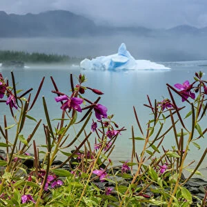 Fireweed and sculpted blue iceberg in Bear Glacier Lagoon, Kenai Fjords National Park, Alaska, USA