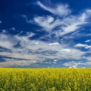 Flowering canola field with dramatic white clouds and blue sky, East of Calgary, Alberta, Canada