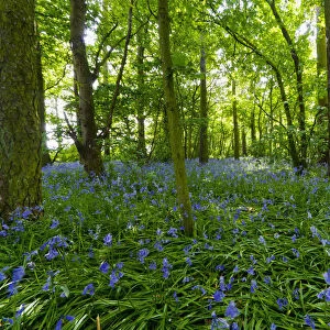 A Forest With Bluebells; Northumberland, England