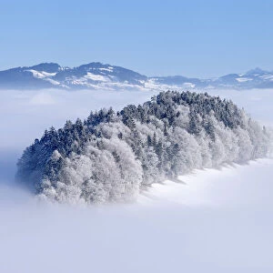 Forest on Hill with Hoar-frost. Canton of Berne, Switzerland