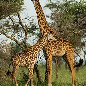 Giraffe and baby in Serengeti National Park, Tanzania