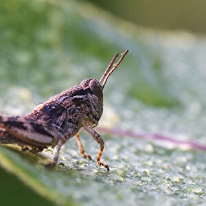 Grasshoppers Collection: Differential Grasshopper