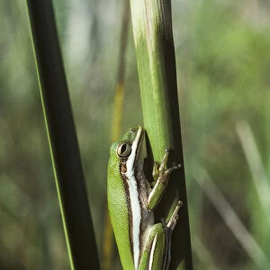 A Green Tree Frog Rests On A Stem; Ochopee, Florida, United States Of America