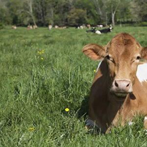 Guernsey Cow Chewing Cud, Lying In Lush Spring Meadow; Granby, Connecticut, United States Of America