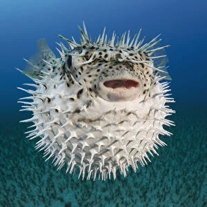 G Collection: Green Spotted Puffer