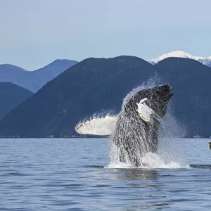 A Humpback Whale Breaches As It Leaps From The Calm Waters Of Stephens Passage Near Tracy Arm In Alaskas Inside Passage. Admiralty Islands Forested Shoreline Beyond, Tongass Forest. Composite