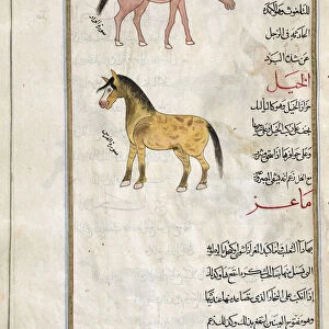 Identified in book as Top: an ass (Equus hemionus), Bottom: a horse (Equus caballus). After an illustration by Mirza Baqir in a 19th century Iranian book of Greek physician and botanist Pedanius Dioscoridess 1st century AD work De Materia Medica; Illustration