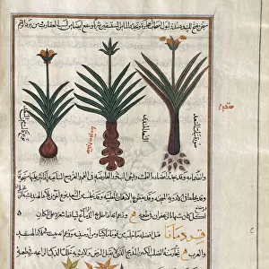 Identified in book as three varieties of Gladdon (Iris foetidissima). After an illustration by Mirza Baqir in a 19th century Iranian book of Greek physician and botanist Pedanius Dioscoridess 1st century AD work De Materia Medica; Artwork