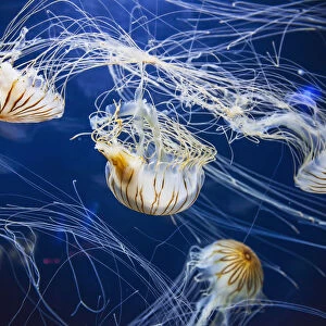 Jellyfish At The Aquarium Of The Bay; San Francisco, California, United States Of America