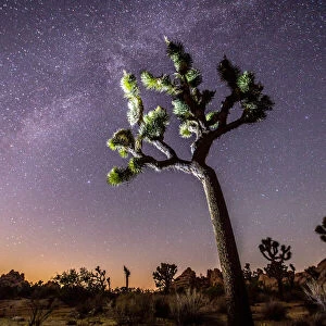Joshua Tree standing in front of a starry night sky, Joshua Tree National Park, California, USA