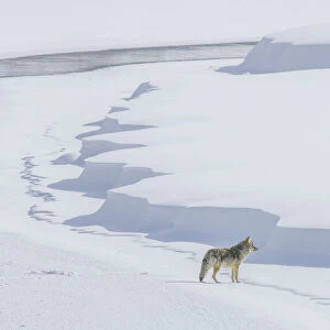 Lone coyote standing on a snowy landscape in winter, Yellowstone National Park, Wyoming, USA