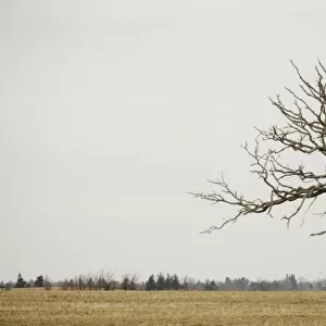 A Lone Tree In A Field; Winnipeg, Manitoba, Canada