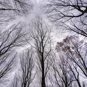 Looking up into the canopy of leafless trees of an Ontario forest in winter; Ontario, Canada
