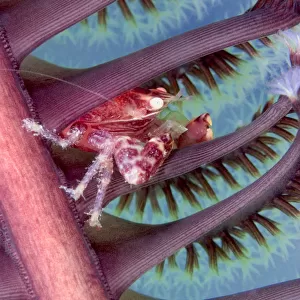 Malaysia, Mabul Island, Porcelain Crab, Pictured On The Seapen