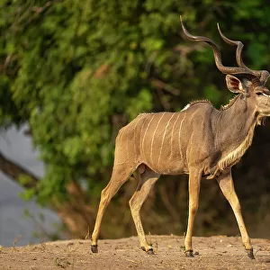 Male greater kudu walks down wooded riverbank