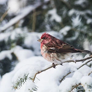 Male Purple Finch On A Snow Covered Tree; Ontario, Canada