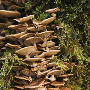 Mushrooms And Moss Grow In The Forest; Ilwco, Washington, United States Of America