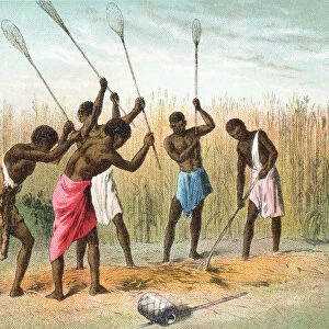 Native Africans Beating Sorghum, Or Sorgo, Which Is Grown For Fodder, Silage Or Syrup, In Africa In The 19Th Century. From The Life And Explorations Of Dr. Livingstone Published C. 1875