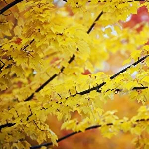 Oregon, United States Of America; Yellow Leaves On A Tree In Autumn
