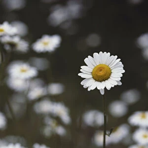 Oxeye Daisy [Chrysanthemum Leucanthemum] Naturalized Temperate