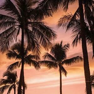 Palm trees at sunset; Maui, Hawaii, United States of America
