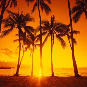 Palm Trees at Sunset, North Shore, Oahu, Hawaii, USA