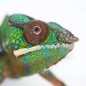 Panther chameleon portrait