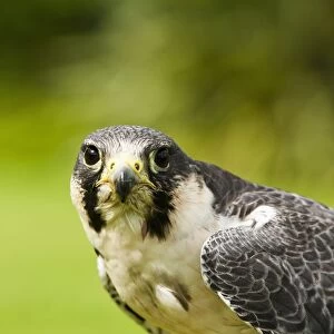 Peregrine Falcon (Falco Peregrinus); Windermere, Cumbria, England