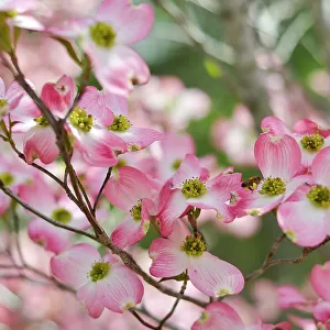 Pink Dogwood blossoms