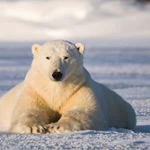 Polar Bear lying on the snow looking at the camera, Churchill, Manitoba, Canada